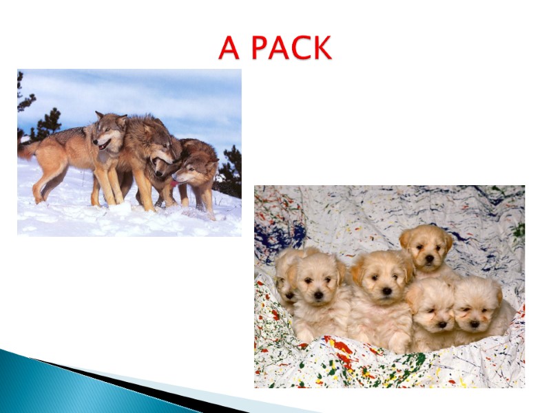 A PACK